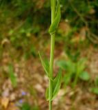 Image of taxon representative. Author is Сергей Апполонов