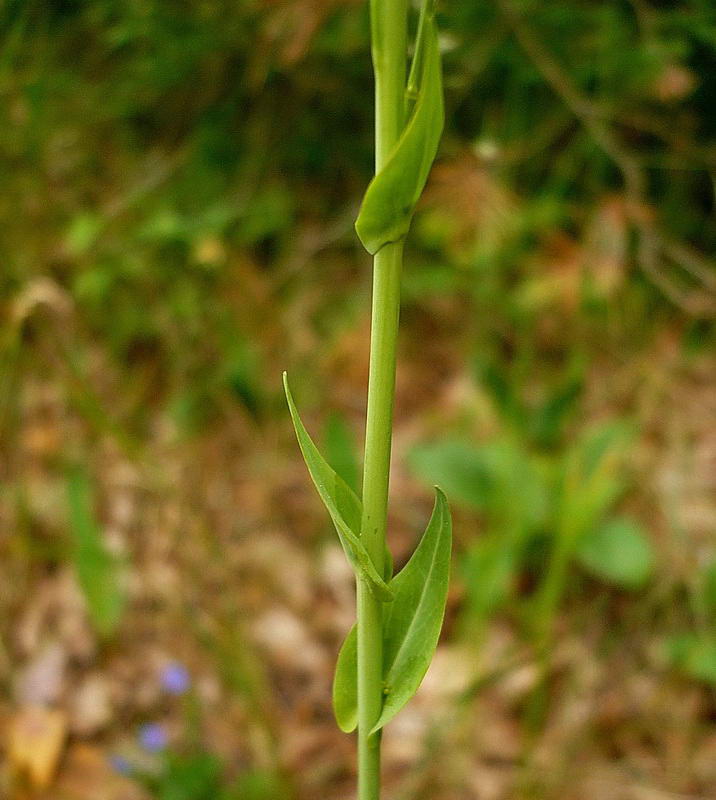 Image of Turritis glabra specimen.