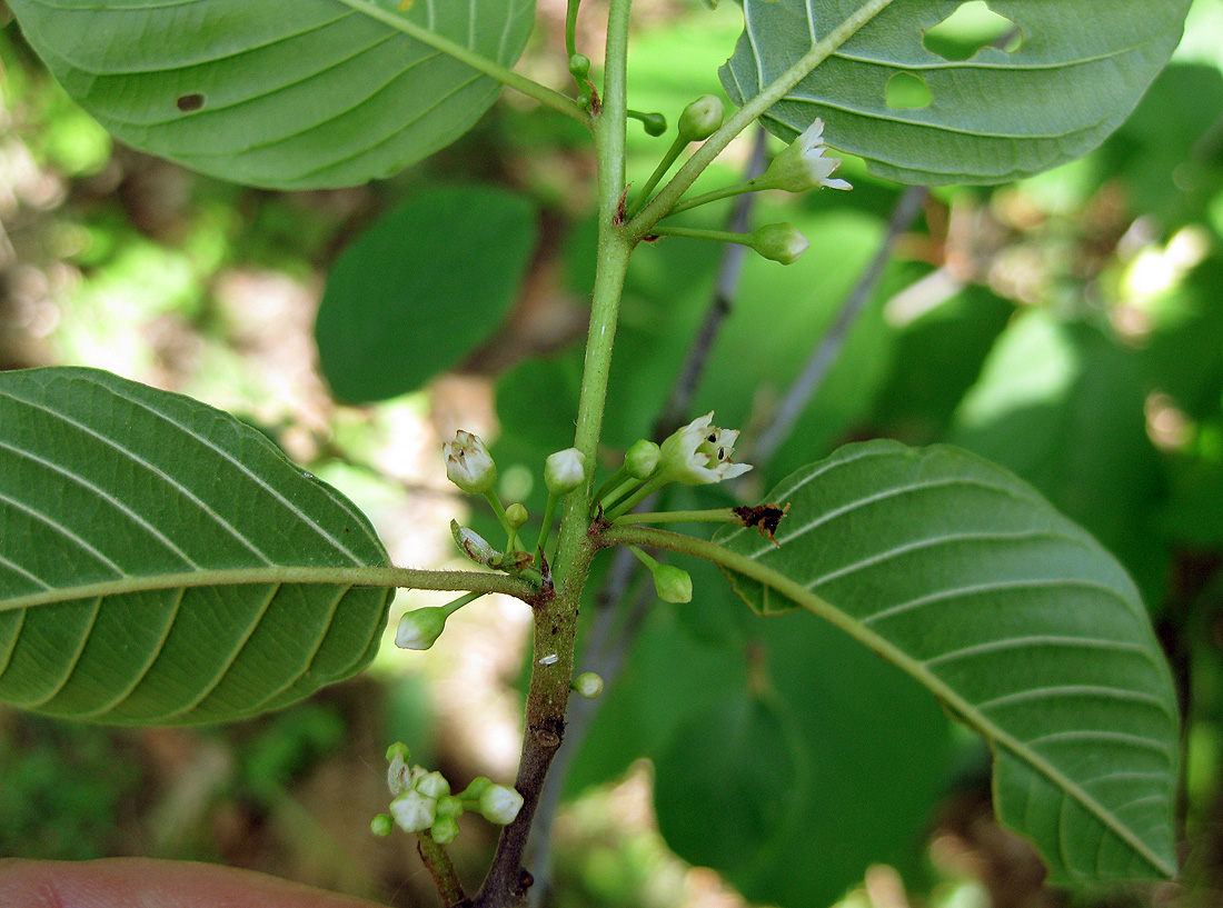 Image of Frangula alnus specimen.