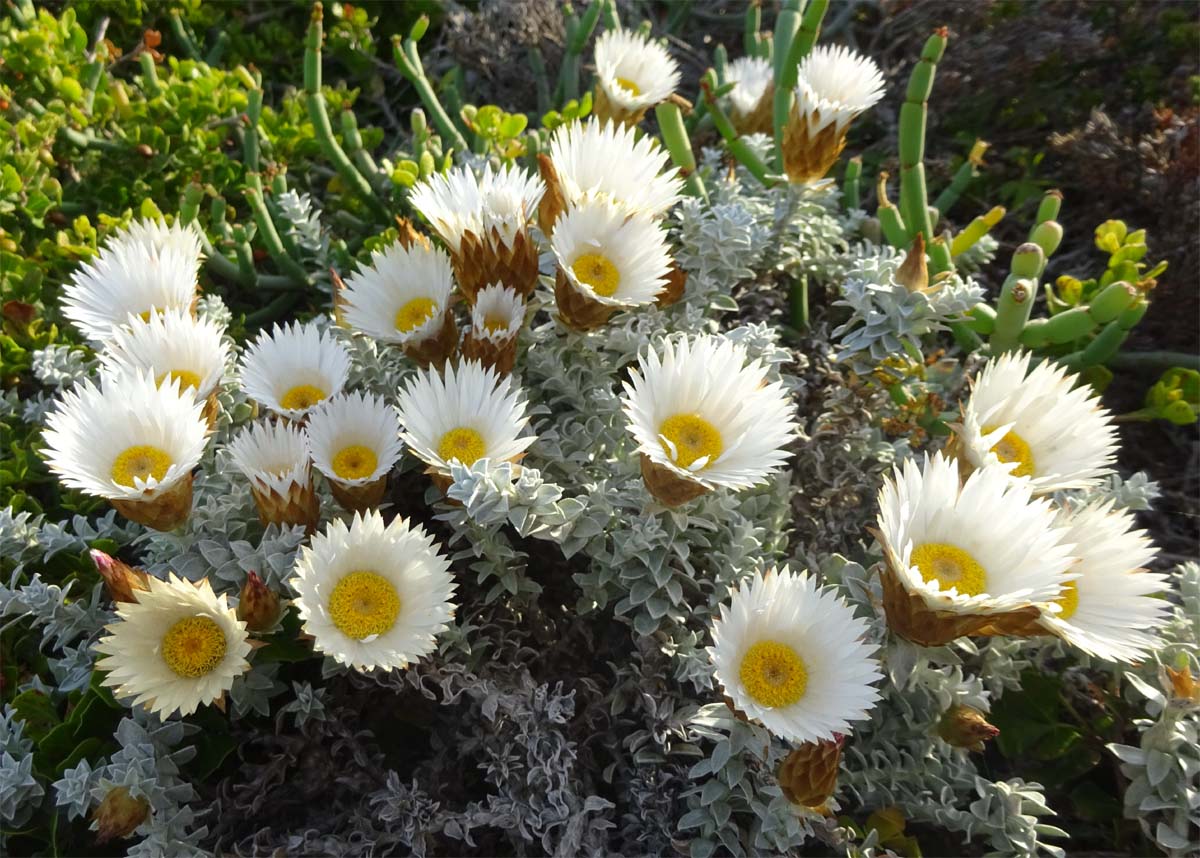 Изображение особи Helichrysum retortum.