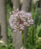 Allium grande