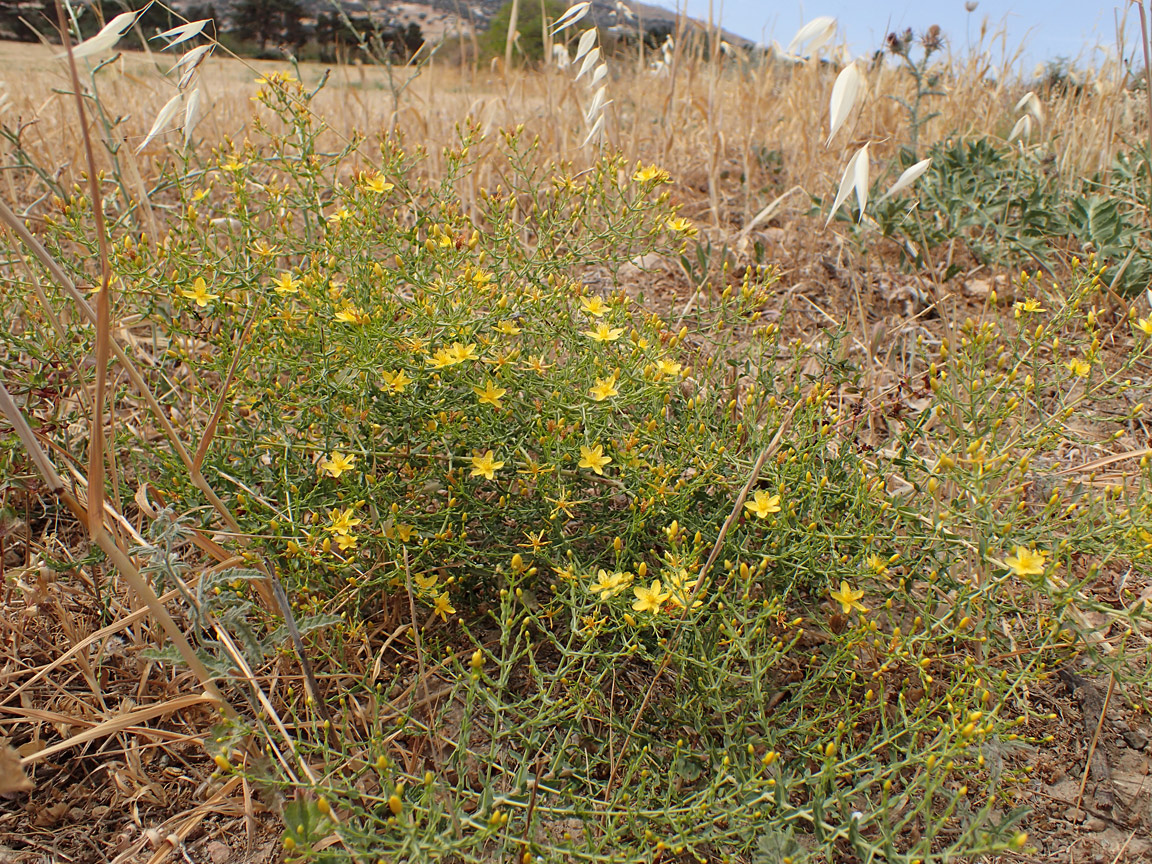 Изображение особи Hypericum triquetrifolium.