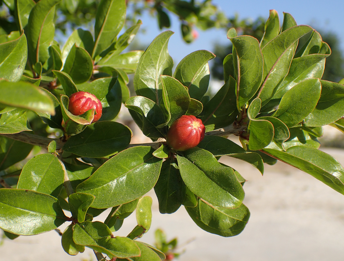 Изображение особи Punica granatum.