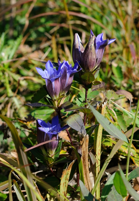 Изображение особи Gentiana scabra.