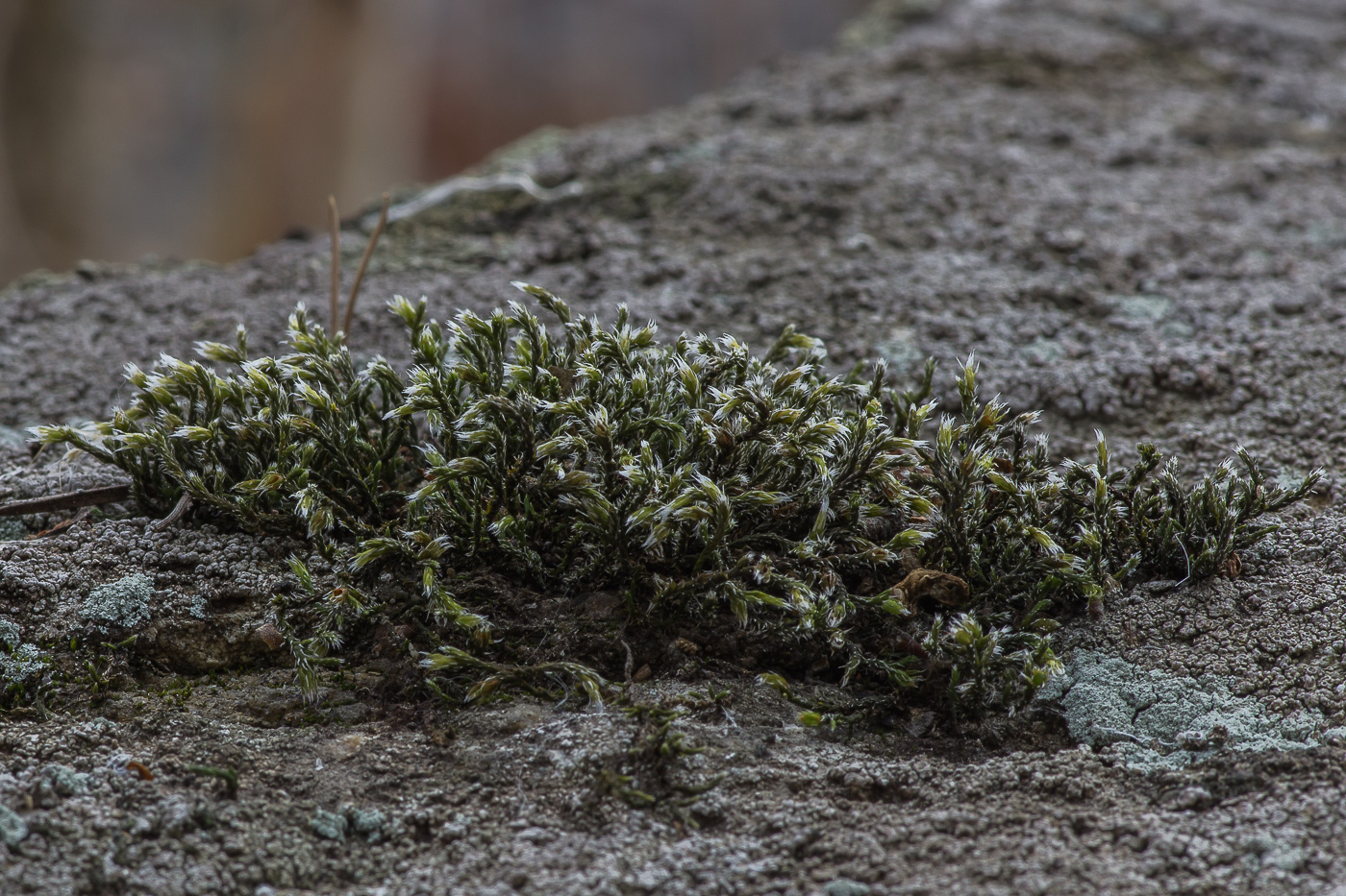 Изображение особи Hedwigia ciliata.