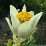 Leucadendron discolor