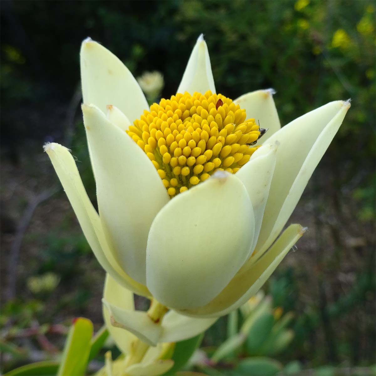 Image of Leucadendron discolor specimen.