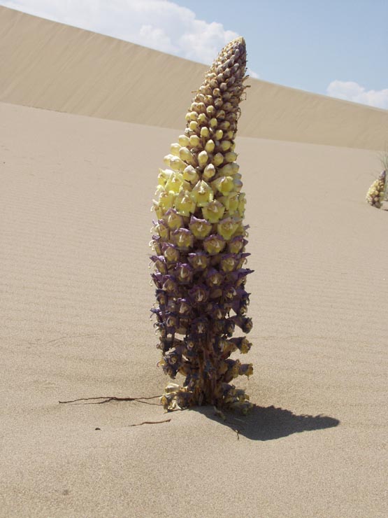 Image of genus Cistanche specimen.