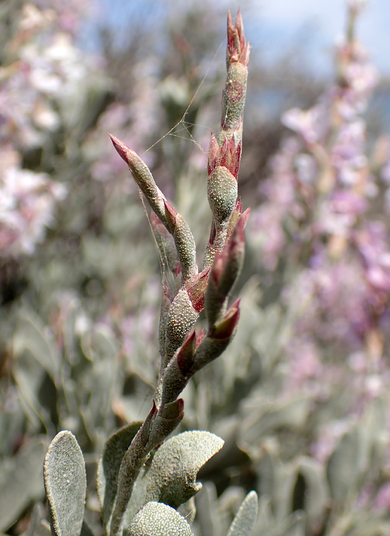 Image of Limoniastrum monopetalum specimen.