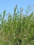 Phragmites australis