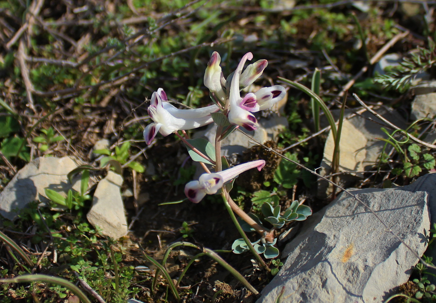 Image of Corydalis kamelinii specimen.