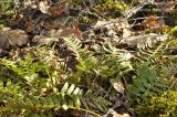 genus Polypodium