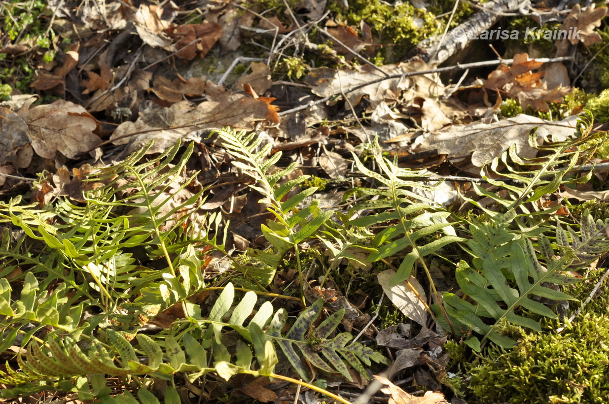 Изображение особи род Polypodium.