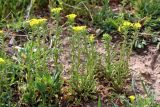 Erysimum repandum