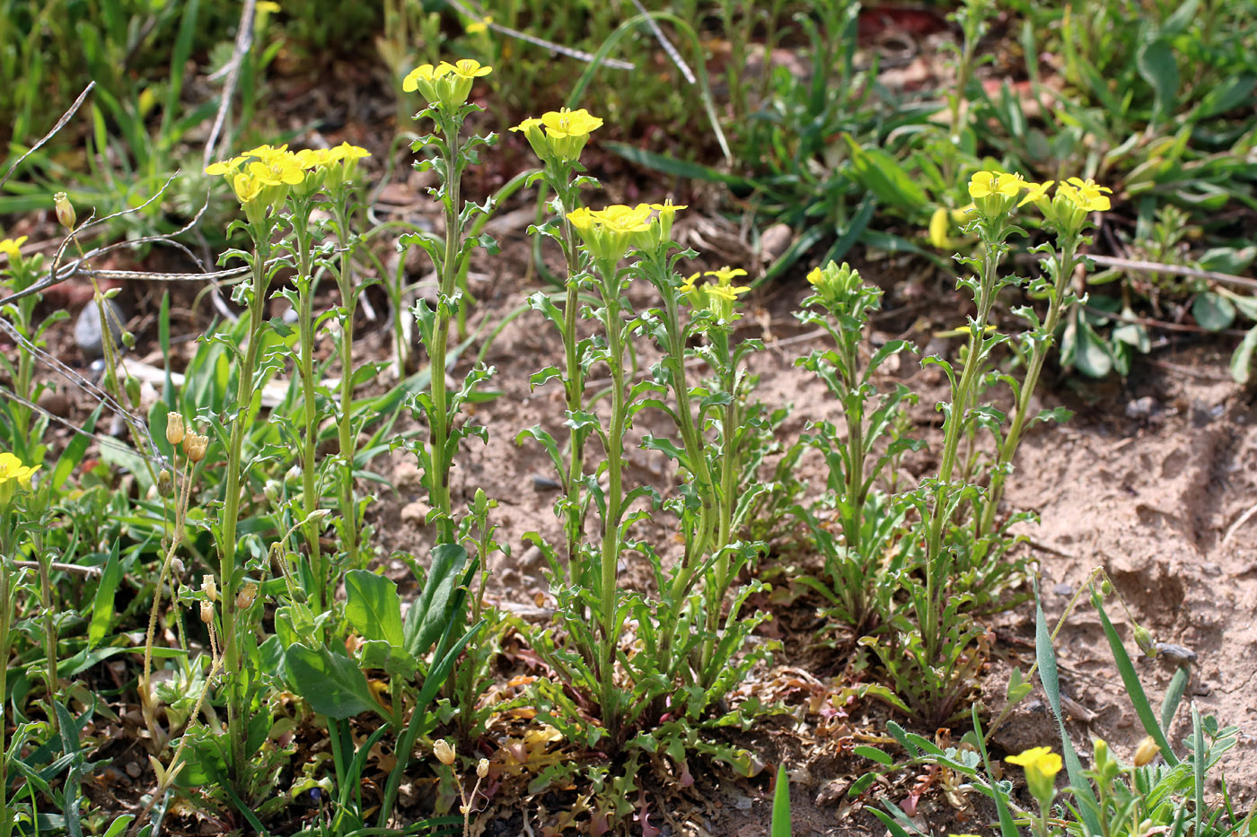 Изображение особи Erysimum repandum.