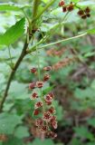 Ribes biebersteinii