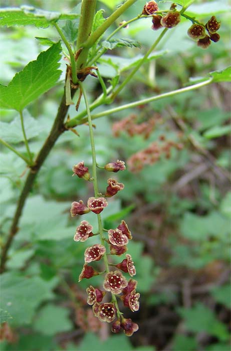 Изображение особи Ribes biebersteinii.