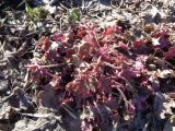 Heuchera × hybrida. Перезимовавшее растение. Тверская обл., г. Тверь, Центральный р-н, сквер с памятником \"Памяти жертвам политич. репрессий\".