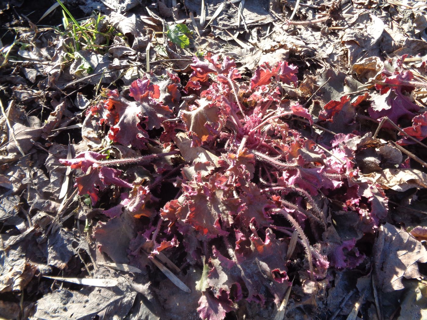 Image of Heuchera &times; hybrida specimen.