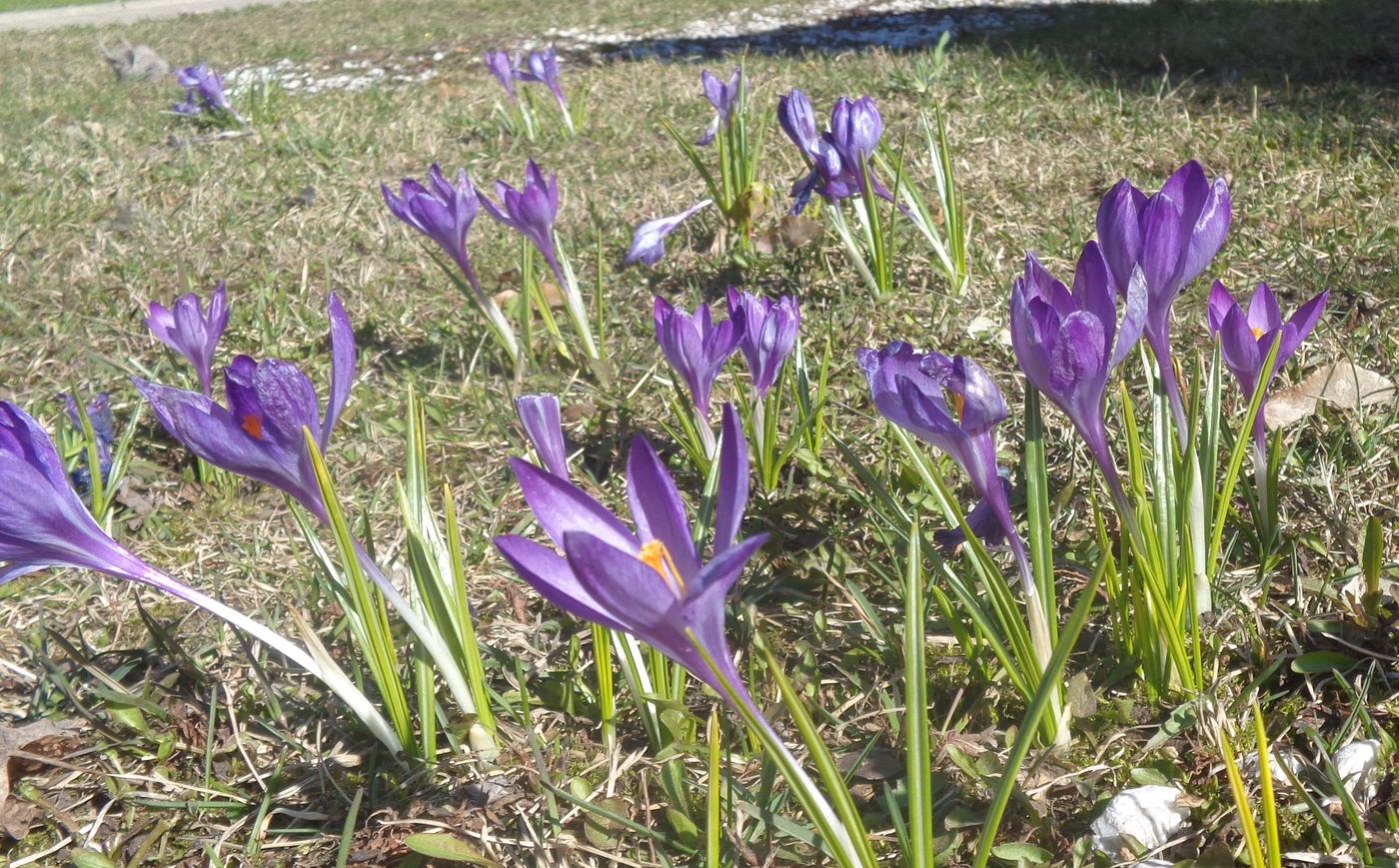 Изображение особи род Crocus.