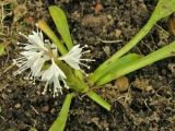 Ypsilandra thibetica