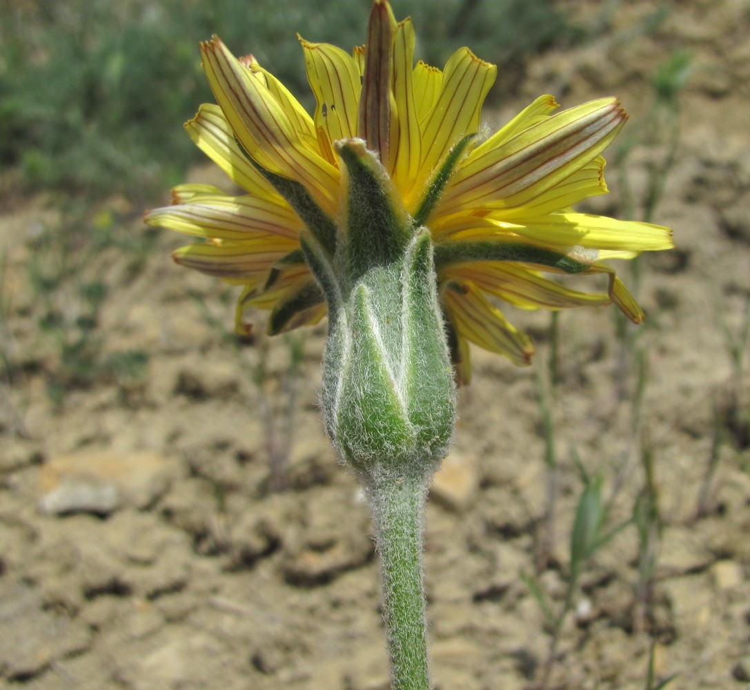 Image of Scorzonera czerepanovii specimen.