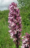 Orchis purpurea subspecies caucasica. Соцветие. Краснодарский край, м/о город-курорт Анапа, пос. Супсех, луговая степь на окраине посёлка. 9 мая 2019 г.