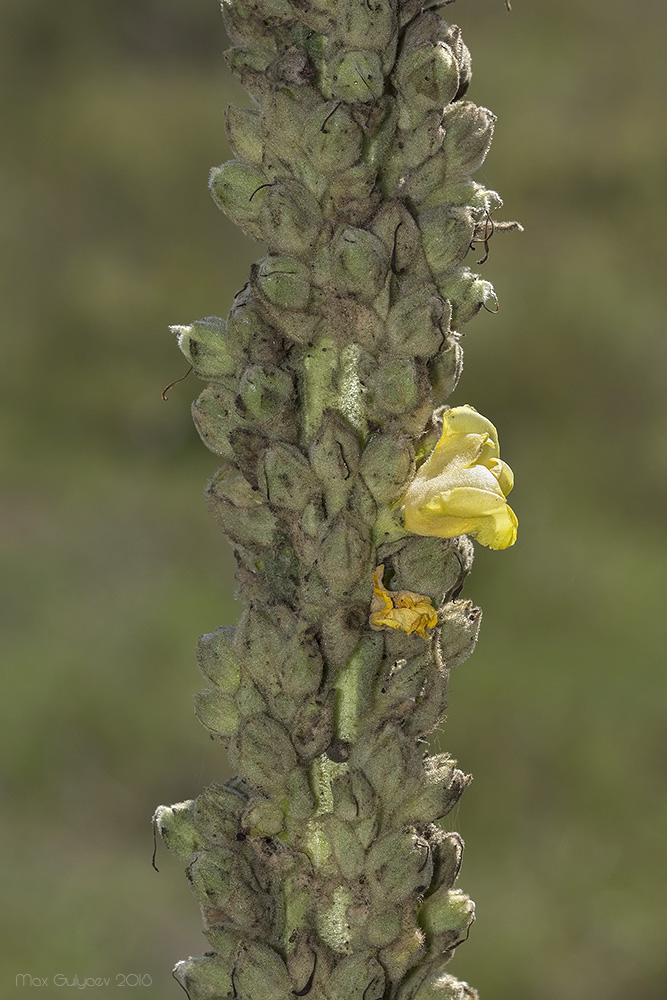 Изображение особи Verbascum densiflorum.