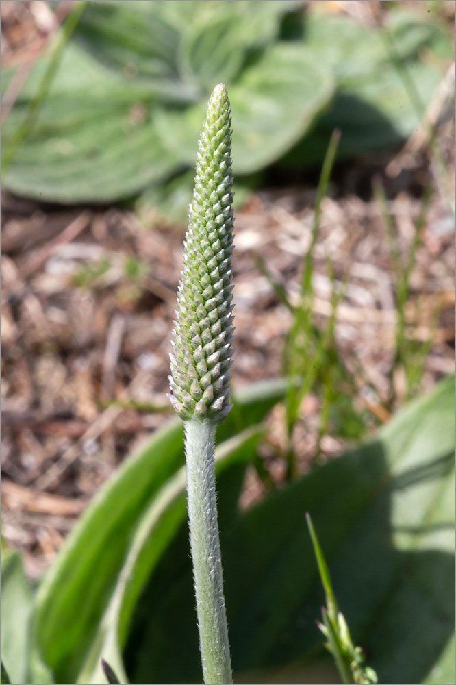 Image of Plantago media specimen.