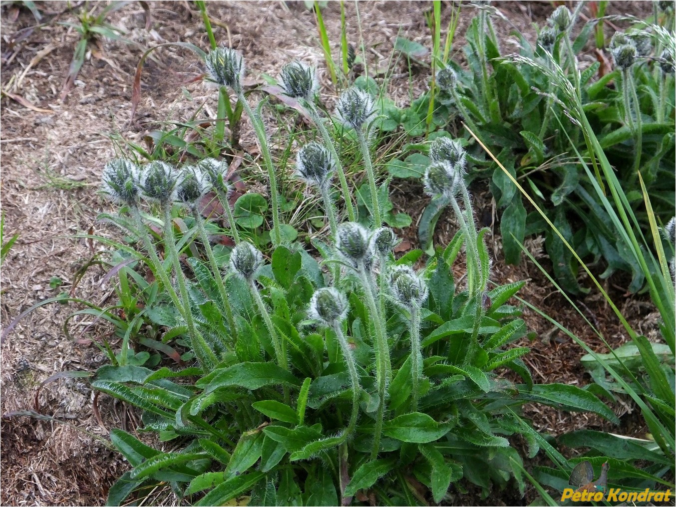 Изображение особи Hieracium alpinum.