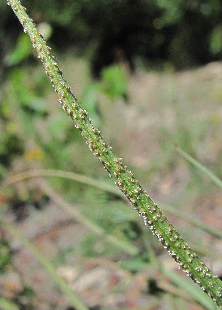 Image of genus Scorzonera specimen.