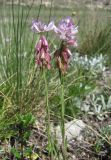 Polygala major. Верхушки побегов с плодами и цветками. Дагестан, Левашинский р-н, окр. с. Леваши, ок. 1400 м н.у.м., каменистый луг. 09.06.2019.