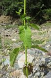 Dipsacus pilosus