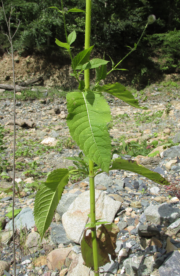 Изображение особи Dipsacus pilosus.