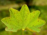 Alchemilla glabra. Прикорневой лист, вид сверху. Республика Коми, нацпарк Югыд ва, верховья реки Манарага, луг у ручья. 18.08.2019.