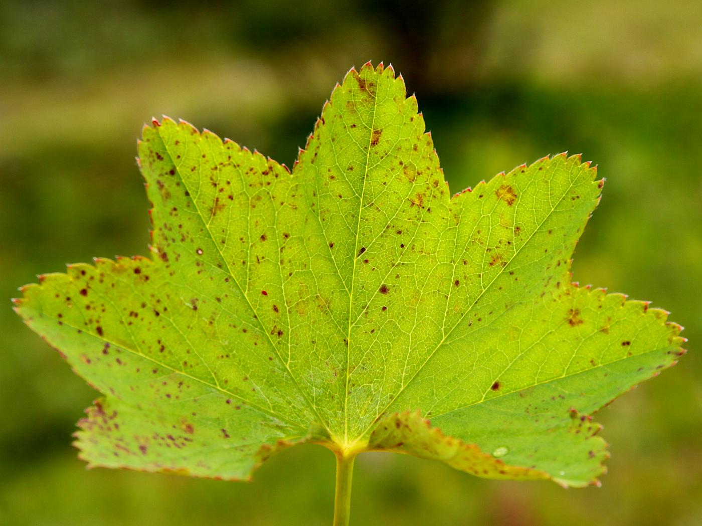 Изображение особи Alchemilla glabra.