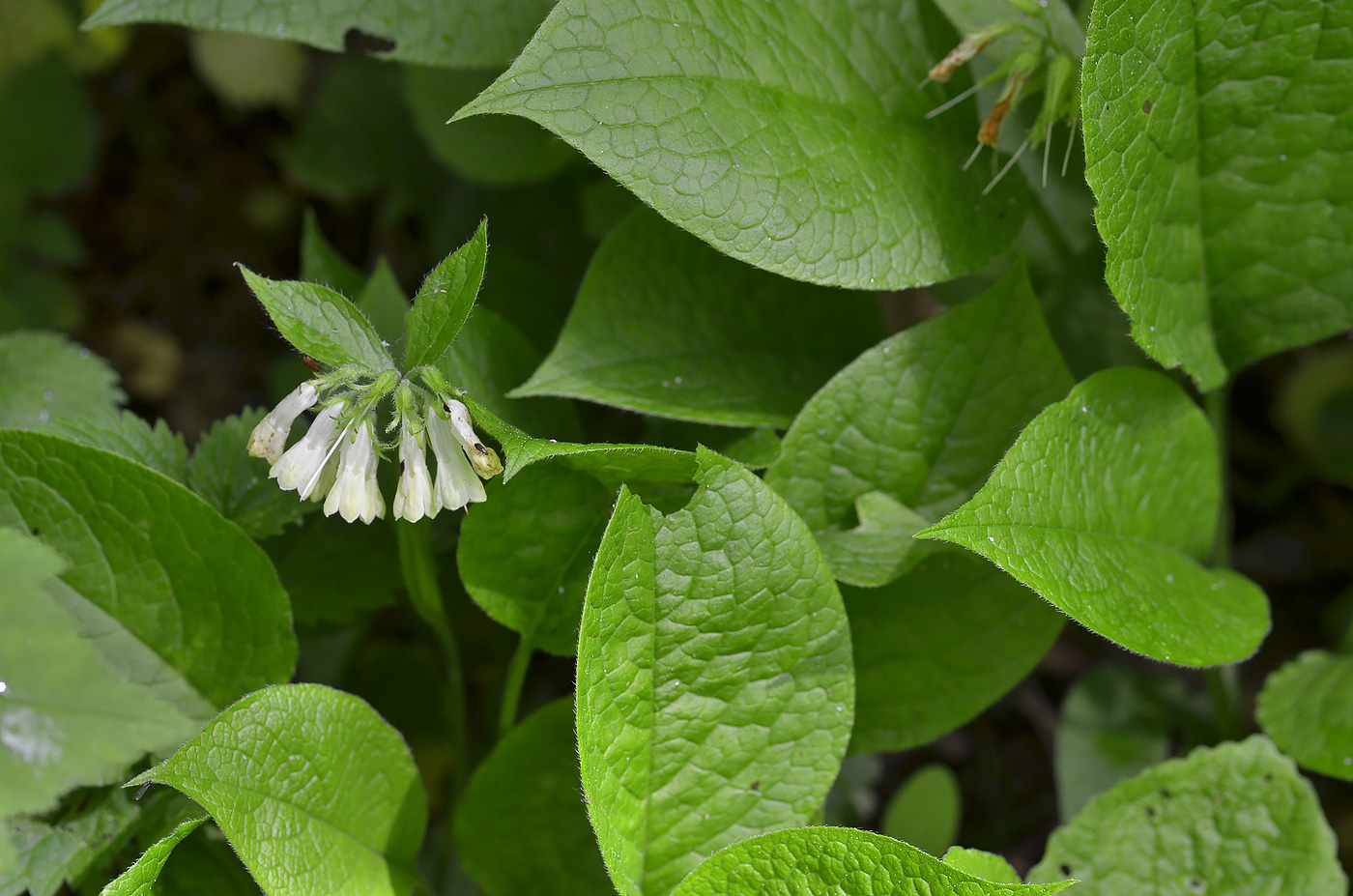 Изображение особи Symphytum grandiflorum.