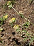 Anthyllis macrocephala