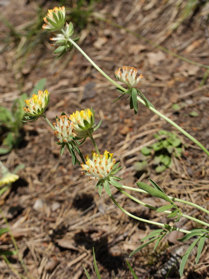 Изображение особи Anthyllis macrocephala.