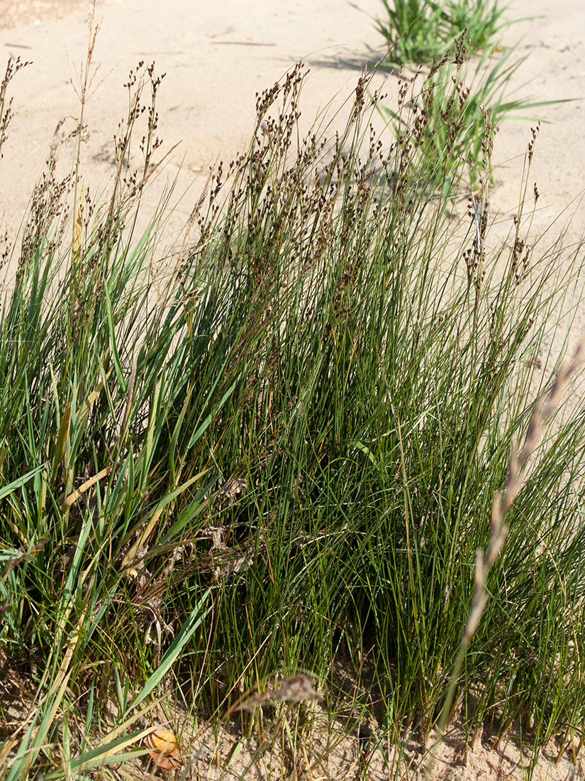 Image of Juncus gerardi specimen.