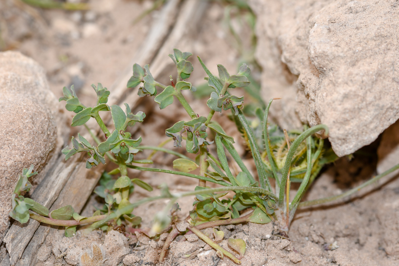 Изображение особи Euphorbia chamaepeplus.