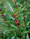 Lonicera involucrata variety ledebourii. Верхушка ветви с плодами и личинкой клопа-щитника. Челябинск, Ботанический сад ЧелГУ, в культуре. 01.08.2019.