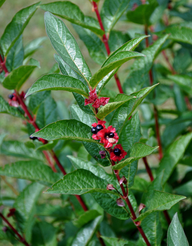 Image of Lonicera involucrata var. ledebourii specimen.