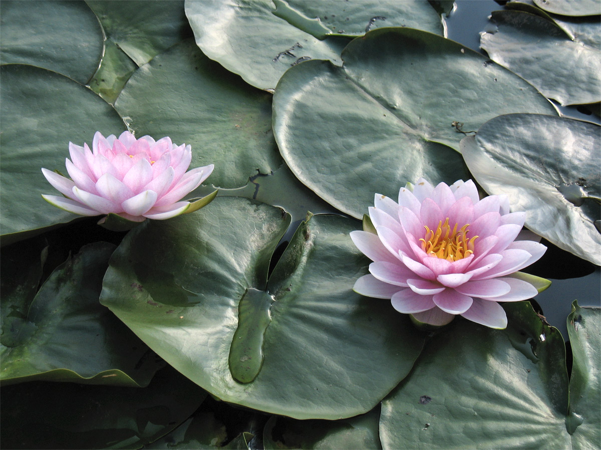 Image of genus Nymphaea specimen.