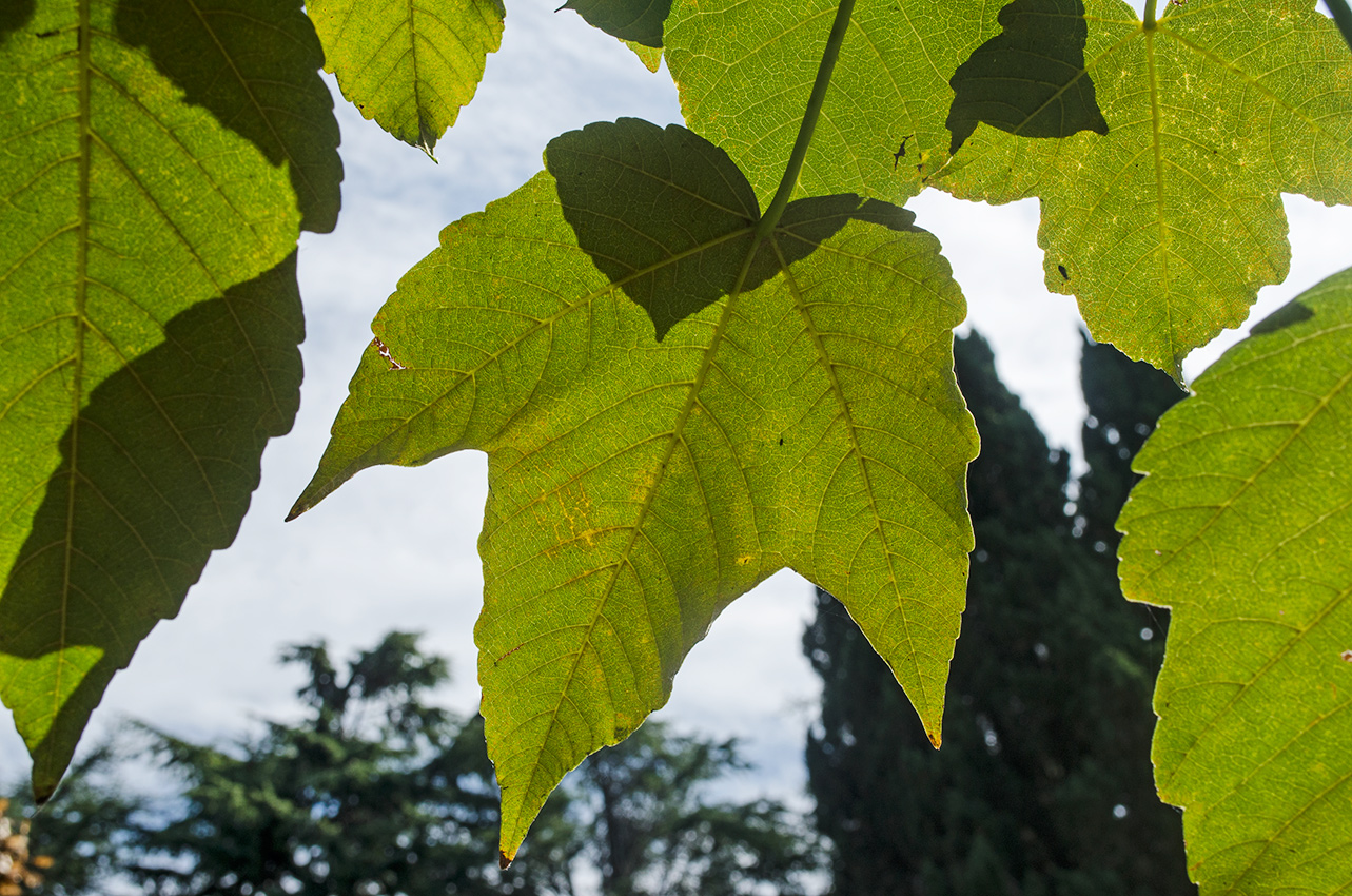 Изображение особи Acer pseudoplatanus.