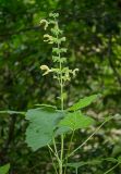 Salvia glutinosa. Верхушка доцветающего побега. Краснодарский край, МО город-курорт Сочи, Хостинский р-н, долина р. Агура, ООПТ Агурские водопады, обочина тропы. 8 октября 2019 г.