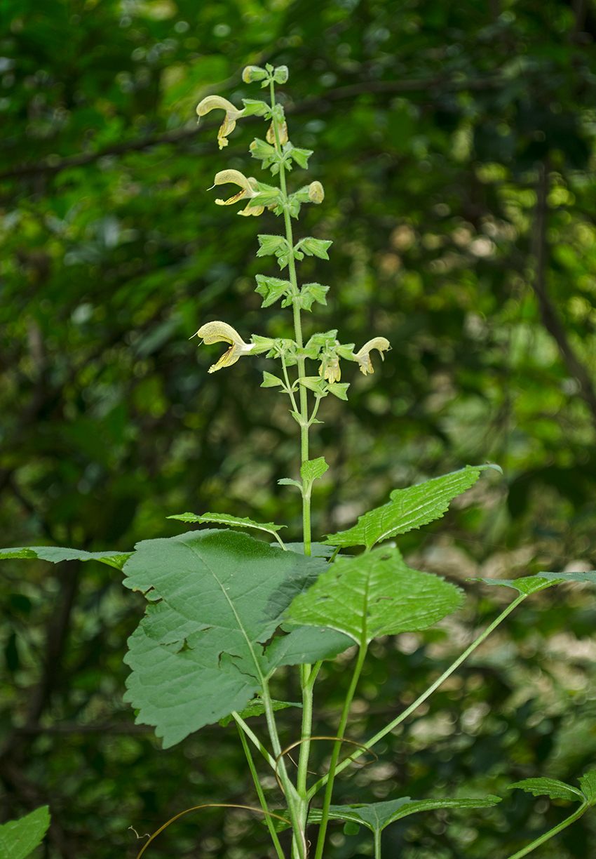 Изображение особи Salvia glutinosa.