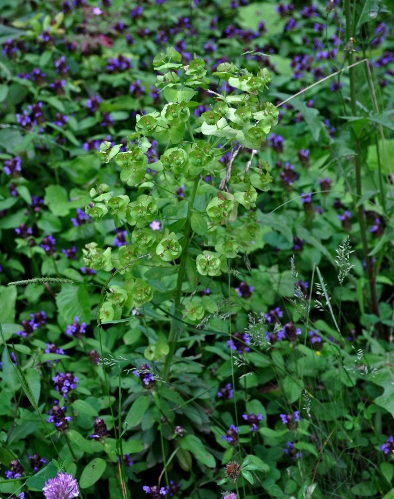 Изображение особи род Euphorbia.