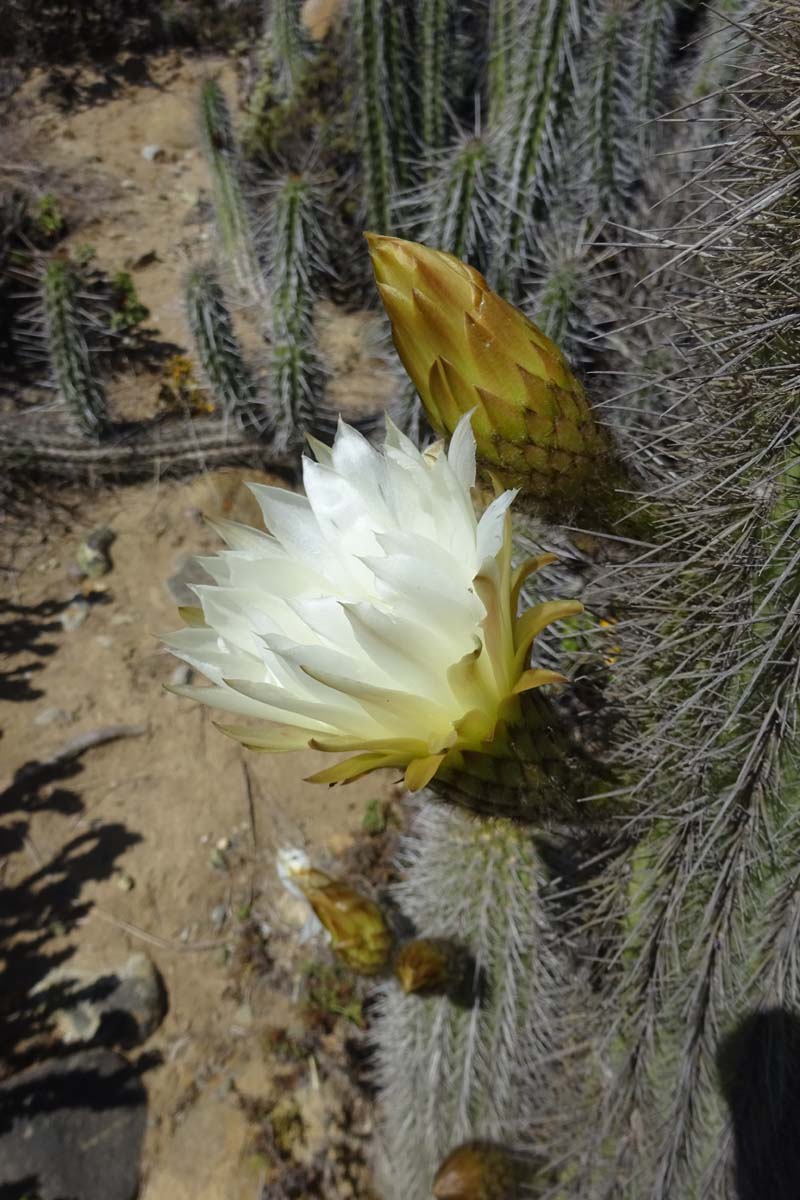 Image of Trichocereus chiloensis specimen.