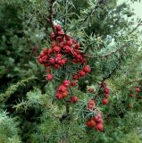 Juniperus deltoides. Часть побега с шишкоягодами. Крым, Севастополь, Балаклавский р-н, окр. Инкерманского карьера, можжевеловое редколесье. 27.09.2019.